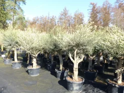 Olivenbaum verzweigt Hojiblanca 200 - 250 cm, kräftige Stämme, winterharte Olive, Olea europaea ^ Grünwaren Outlet