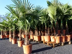 Olivenbaum + XXL Palme im Set, beste Qualität, winterhart, Trachycarpus Olive ^ Grünwaren Outlet