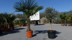 Olivenbaum + XXL Palme im Set, beste Qualität, winterhart, Trachycarpus Olive ^ Grünwaren Outlet