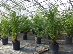 Grünwaren Palme 90-120 cm, Phoenix canariensis, kanarische Dattelpalme, kräftige Palmen, keine Jungpflanzen Online