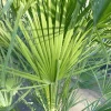 Palme 150 - 180 cm Zwergpalme Chamaerops Humilis, winterhart bis -12°C ^ Grünwaren