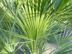 Palme 150 - 180 cm Zwergpalme Chamaerops Humilis, winterhart bis -12°C ^ Grünwaren