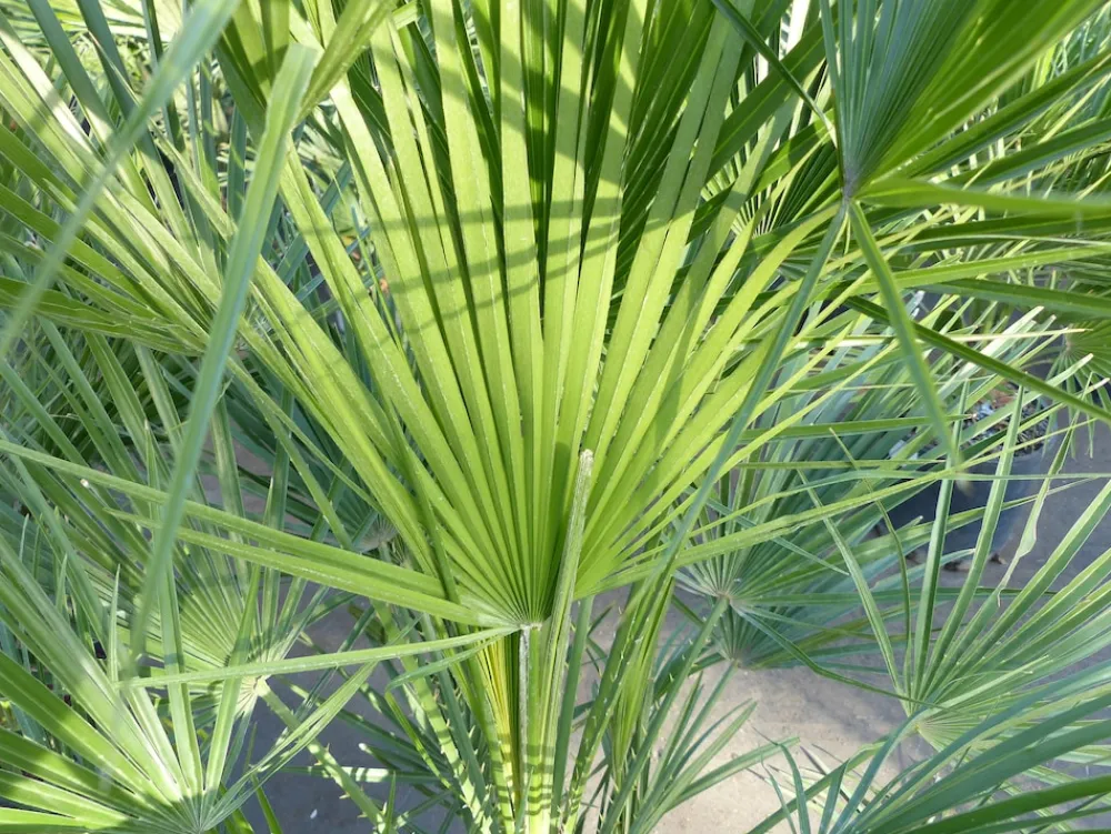 Palme 150 - 180 cm Zwergpalme Chamaerops Humilis, winterhart bis -12°C ^ Grünwaren