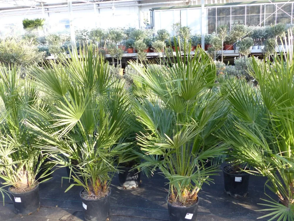 Palme 150 - 180 cm Zwergpalme Chamaerops Humilis, winterhart bis -12°C ^ Grünwaren