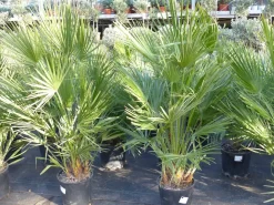 Palme 150 - 180 cm Zwergpalme Chamaerops Humilis, winterhart bis -12°C ^ Grünwaren