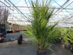 Palme 150 - 180 cm Zwergpalme Chamaerops Humilis, winterhart bis -12°C ^ Grünwaren