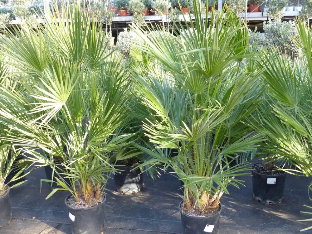 Palme 150 - 180 cm Zwergpalme Chamaerops Humilis, winterhart bis -12°C ^ Grünwaren