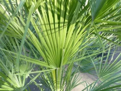 Palme 150 - 180 cm Zwergpalme Chamaerops Humilis, winterhart bis -12°C ^ Grünwaren