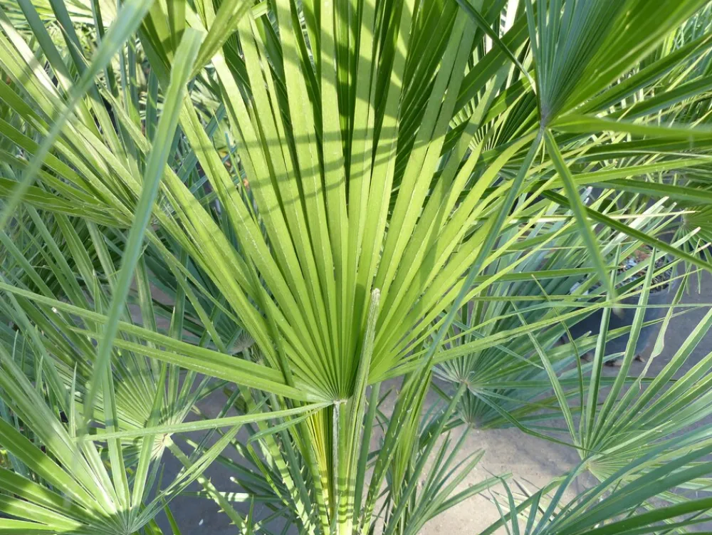 Palme 150 - 180 cm Zwergpalme Chamaerops Humilis, winterhart bis -12°C ^ Grünwaren