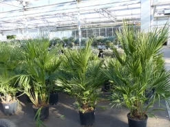 Palme 150 - 180 cm Zwergpalme Chamaerops Humilis, winterhart bis -12°C ^ Grünwaren