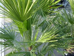 Palme 150 - 180 cm Zwergpalme Chamaerops Humilis, winterhart bis -12°C ^ Grünwaren