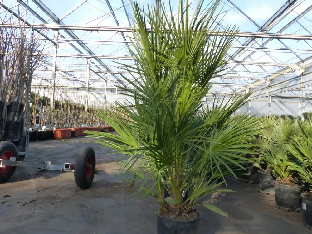 Palme 150 - 180 cm Zwergpalme Chamaerops Humilis, winterhart bis -12°C ^ Grünwaren