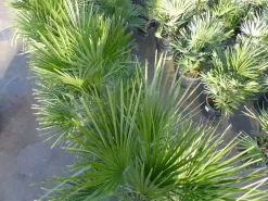 Palme 150 - 180 cm Zwergpalme Chamaerops Humilis, winterhart bis -12°C ^ Grünwaren