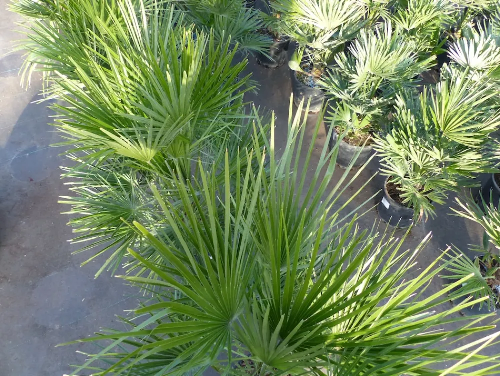 Palme 150 - 180 cm Zwergpalme Chamaerops Humilis, winterhart bis -12°C ^ Grünwaren