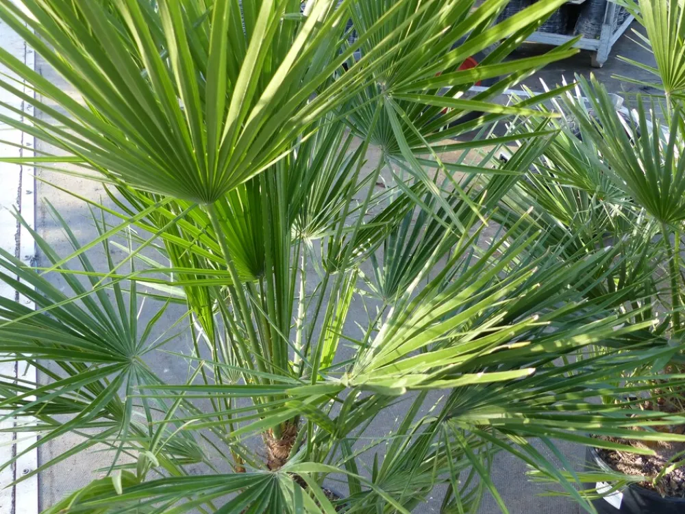 Palme 150 - 180 cm Zwergpalme Chamaerops Humilis, winterhart bis -12°C ^ Grünwaren
