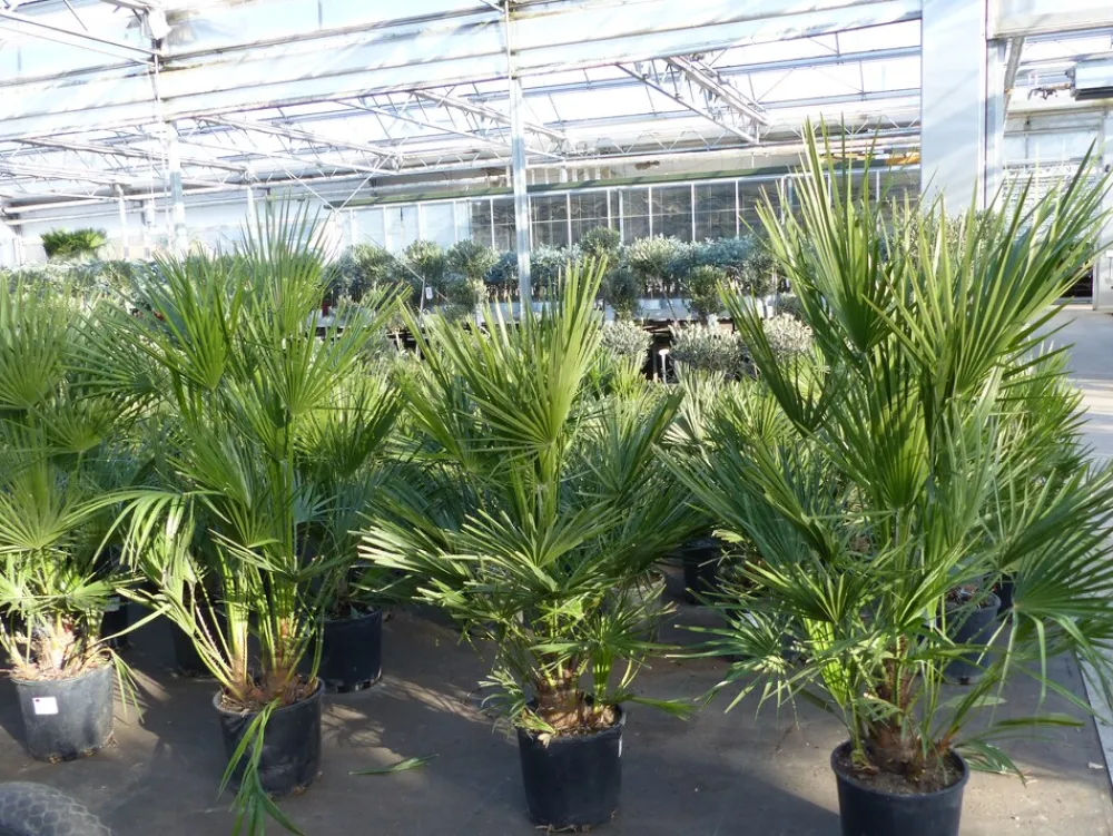 Palme 150 - 180 cm Zwergpalme Chamaerops Humilis, winterhart bis -12°C ^ Grünwaren