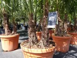 Palmengruppe Trachycarpus Fortunei Palme mehrstämmig, winterhart 220 cm ^ Grünwaren Clearance