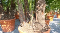 Palmengruppe Trachycarpus Fortunei Palme mehrstämmig, winterhart 220 cm ^ Grünwaren Clearance