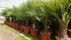 Grünwaren Palme XL 120-150 cm Trachycarpus fortunei, Hanfpalme, winterhart bis -18°C Hot