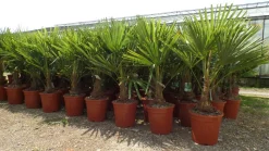 Grünwaren Palme XL 120-150 cm Trachycarpus fortunei, Hanfpalme, winterhart bis -18°C Hot