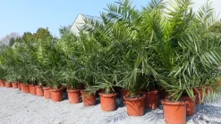 Grünwaren Palme XXL 160 cm Phoenix canariensis, kanarische Dattelpalme, winterhart Clearance