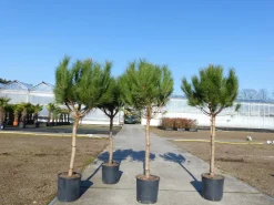 Pinus Pinea Mittelmeerkiefer 180 cm Pinie Kiefer Stamm Premium XL Stamm, winterhart ^ Grünwaren Outlet
