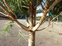 Pinus Pinea Mittelmeerkiefer 180 cm Pinie Kiefer Stamm Premium XL Stamm, winterhart ^ Grünwaren Outlet