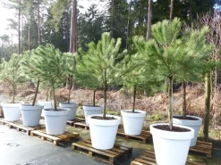 Pinus Pinea Mittelmeerkiefer 250 cm inkl. Pflanzkübel Ø80cm Pinie Kiefer Stamm Premium XL Stamm, winterhart ^ Grünwaren Best