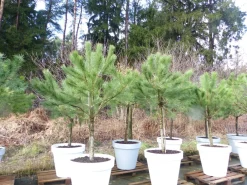 Pinus Pinea Mittelmeerkiefer 250 cm inkl. Pflanzkübel Ø80cm Pinie Kiefer Stamm Premium XL Stamm, winterhart ^ Grünwaren Best