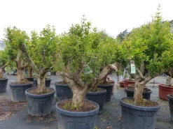 Grünwaren Punica Granatum 160 - 190 cm, uriger, alter & knorriger Granatapfelbaum | Stamm Ø 40-50 Online