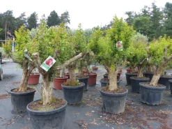 Grünwaren Punica Granatum 160 - 190 cm, uriger, alter & knorriger Granatapfelbaum | Stamm Ø 40-50 Online