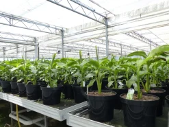 Grünwaren 2 Stück Bananenstaude Musa Basjoo 60 - 80 cm winterhart Staude japanische Faserbanane