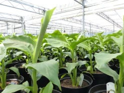 Grünwaren 2 Stück Bananenstaude Musa Basjoo 60 - 80 cm winterhart Staude japanische Faserbanane