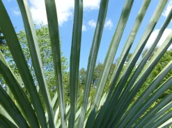 2 Stück im Palmenset Trachycarpus fortunei dicke Stämme 200 cm Hanfpalme, winterharte Palme bis -18°C ^ Grünwaren Online