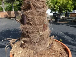 2 Stück im Palmenset Trachycarpus fortunei dicke Stämme 200 cm Hanfpalme, winterharte Palme bis -18°C ^ Grünwaren Discount