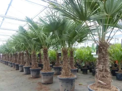 Grünwaren 3 Stück im Palmenset Trachycarpus fortunei dicke Stämme 200 cm Hanfpalme, winterharte Palme bis -18°C Online