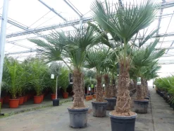 2 Stück im Palmenset Trachycarpus fortunei dicke Stämme 200 cm Hanfpalme, winterharte Palme bis -18°C ^ Grünwaren Clearance