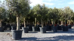 3 Stück Olivenbaum Olive "20 Jahre" beste Qualität, Stammumfang 20 - 30 cm, winterhart, Olea Europaea ^ Grünwaren