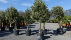 3 Stück Olivenbaum Olive "20 Jahre" beste Qualität, Stammumfang 20 - 30 cm, winterhart, Olea Europaea ^ Grünwaren