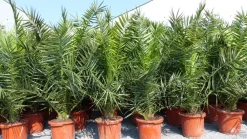 Grünwaren 2 Stück Palme XXL 180 cm Phoenix canariensis, kanarische Dattelpalme, winterhart New