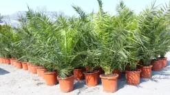 2 Stück Palme XXL 160 cm Phoenix canariensis, kanarische Dattelpalme, winterhart ^ Grünwaren Hot
