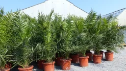 2 Stück Palme XXL 160 cm Phoenix canariensis, kanarische Dattelpalme, winterhart ^ Grünwaren Hot