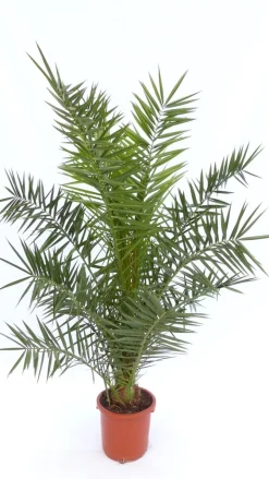 4 Stück Palme XXL 190 - 230 cm Phoenix canariensis, kanarische Dattelpalme, ^ Grünwaren Sale