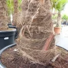 Grünwaren 2 Stück Trachycarpus fortunei, 70 - 100 cm Stamm, 210 - 250 cm Hanfpalme, winterharte Palme bis -18°C Online