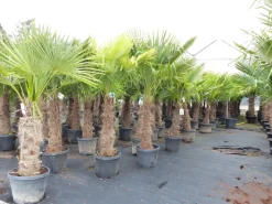 Grünwaren 2 Stück Trachycarpus fortunei, 70 - 100 cm Stamm, 210 - 250 cm Hanfpalme, winterharte Palme bis -18°C Online