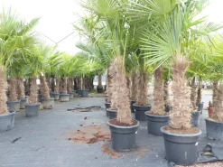 Grünwaren 2 Stück Trachycarpus fortunei, 70 - 100 cm Stamm, 210 - 250 cm Hanfpalme, winterharte Palme bis -18°C Online