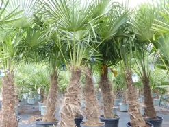 Grünwaren 2 Stück Trachycarpus fortunei, 70 - 100 cm Stamm, 210 - 250 cm Hanfpalme, winterharte Palme bis -18°C Online