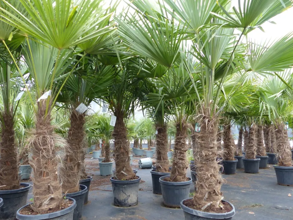 Grünwaren 2 Stück Trachycarpus fortunei, 70 - 100 cm Stamm, 210 - 250 cm Hanfpalme, winterharte Palme bis -18°C Online