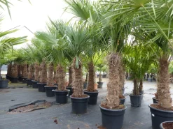 Grünwaren 2 Stück Trachycarpus fortunei, 70 - 100 cm Stamm, 210 - 250 cm Hanfpalme, winterharte Palme bis -18°C Online