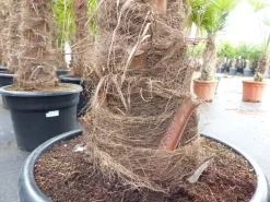 Grünwaren 2 Stück Trachycarpus fortunei, 70 - 100 cm Stamm, 210 - 250 cm Hanfpalme, winterharte Palme bis -18°C Online
